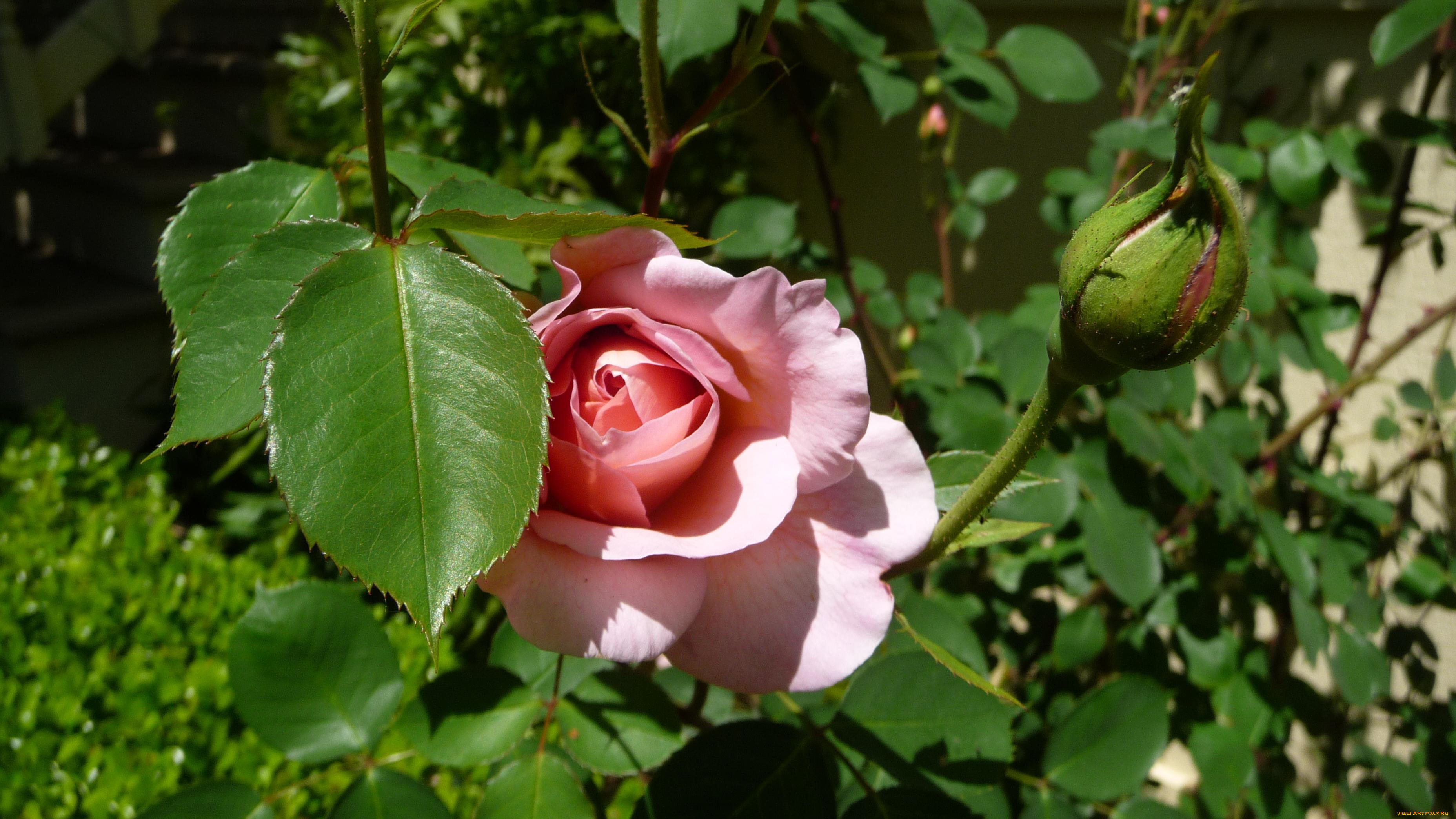 , , rose